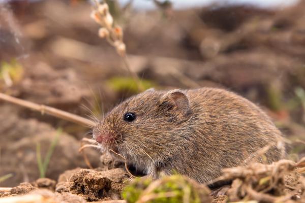 ¿Qué comen los topillos? - Tipo de alimentación de los topillos