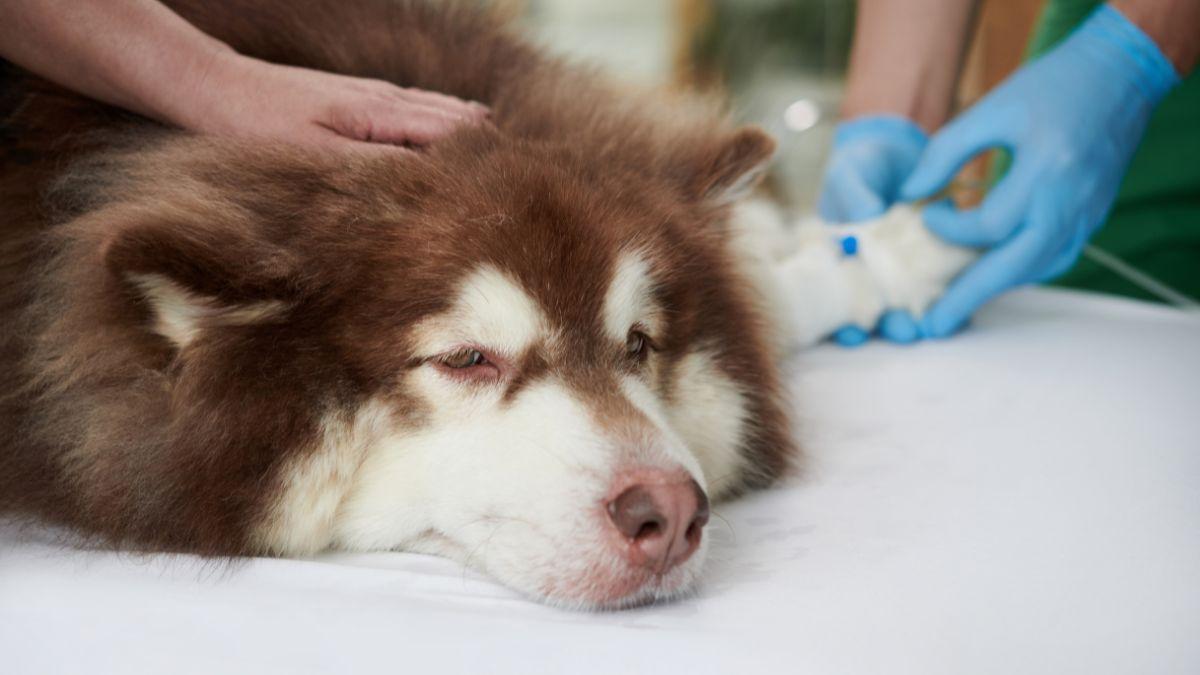 Ya es oficial: la Ley de Bienestar Animal obliga a quienes tienen perros y gatos a llevarlos al veterinario ante cualquier síntoma