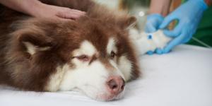 Ya es oficial: la Ley de Bienestar Animal obliga a quienes tienen perros y gatos a llevarlos al veterinario ante cualquier síntoma
