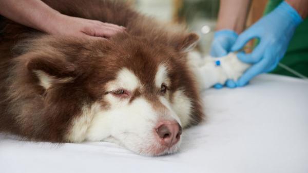 Ya es oficial: la Ley de Bienestar Animal obliga a quienes tienen perros y gatos a llevarlos al veterinario ante cualquier síntoma