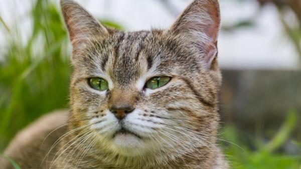 Los veterinarios aclaran que los gatos no envejecen como los perros: “En ellos el tamaño no determina a qué edad se hacen mayores” - De gatito a sénior: las etapas de la vida de un gato