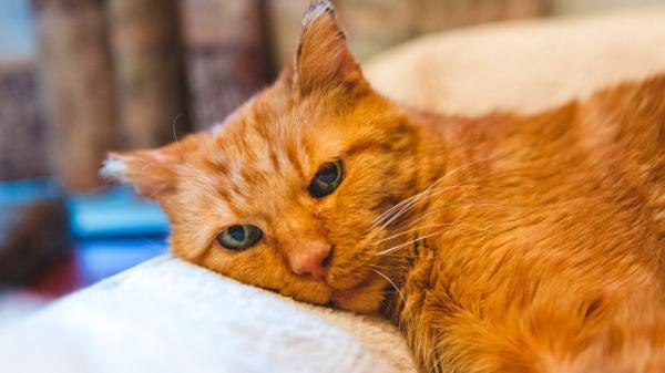 Los veterinarios aclaran que los gatos no envejecen como los perros: “En ellos el tamaño no determina a qué edad se hacen mayores” - El tamaño puede variar mucho entre gatos, pero no cambia cuándo envejecen