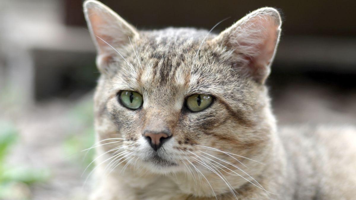 Los veterinarios aclaran que los gatos no envejecen como los perros: “En ellos el tamaño no determina a qué edad se hacen mayores”