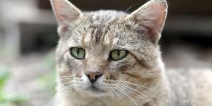 Los veterinarios aclaran que los gatos no envejecen como los perros: “En ellos el tamaño no determina a qué edad se hacen mayores”