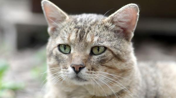 Los veterinarios aclaran que los gatos no envejecen como los perros: “En ellos el tamaño no determina a qué edad se hacen mayores”