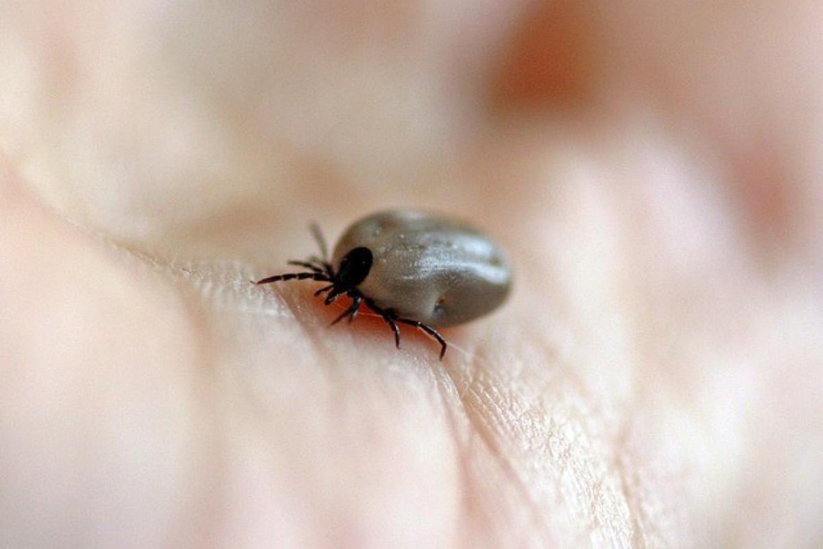 ¿Puede un perro morir por garrapatas?