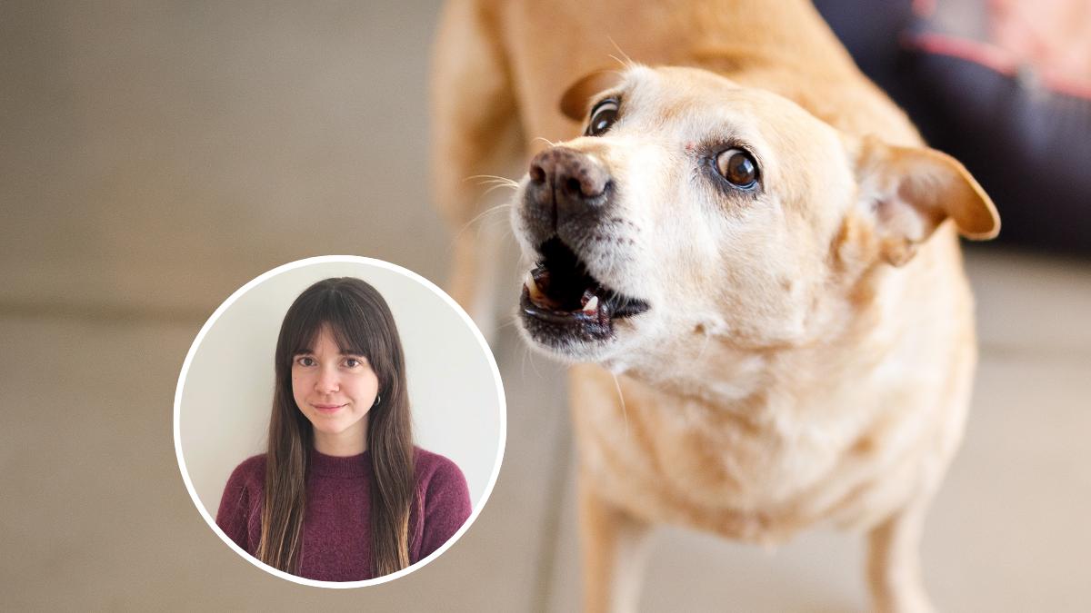 Soy etóloga canina y te cuento por qué tu perro se pone nervioso cuando entra gente en casa: ''Conocer el motivo es clave para poder poner solución al problema''