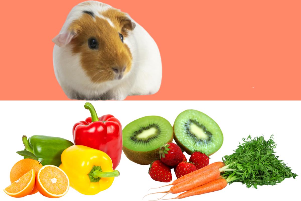 Vitamina C para cobayas - Importancia, dosis y alimentos