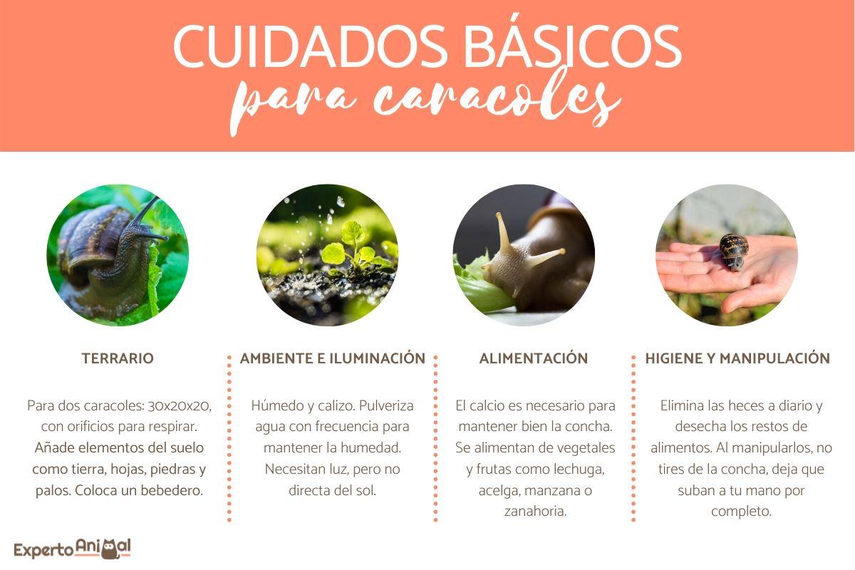 ¿Cómo criar un caracol?