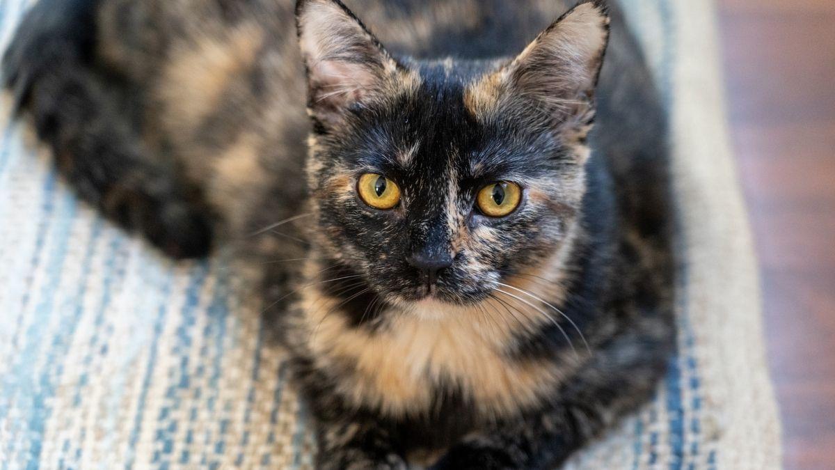 ¿Las gatas carey tienen más carácter? Lo que dice la ciencia sobre el mito del 'tortitude'