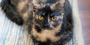 ¿Las gatas carey tienen más carácter? Lo que dice la ciencia sobre el mito del 'tortitude'