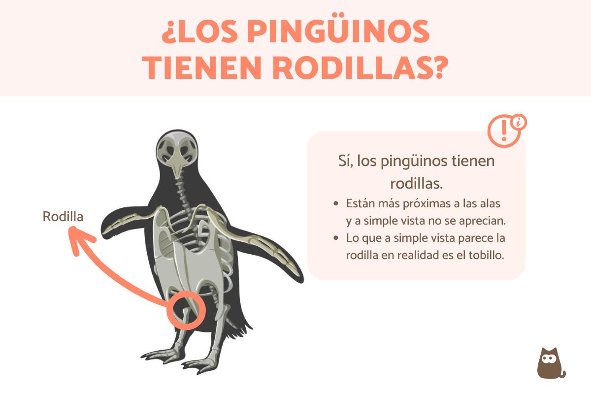 ¿Los pingüinos tienen rodillas?