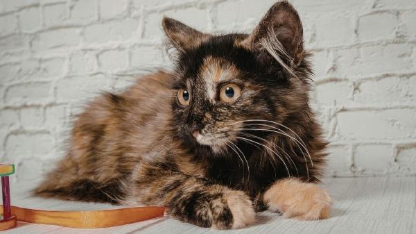 ¿Las gatas carey tienen más carácter? Lo que dice la ciencia sobre el mito del 'tortitude' - Que las carey sean hembras es cuestión de genética