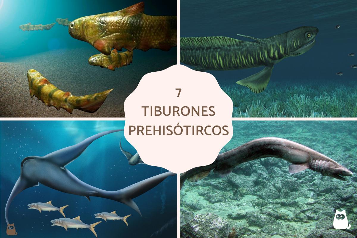 Tiburones prehistóricos - Ejemplos extintos y vivos
