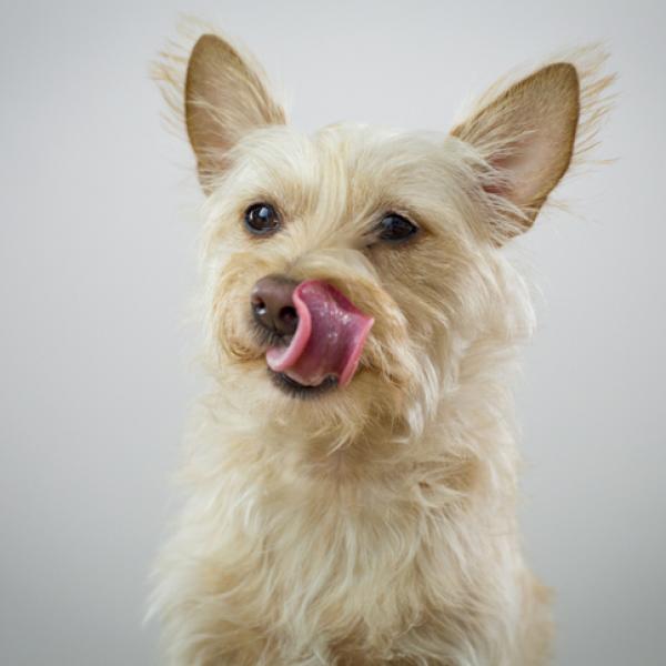 cuánto tiempo después de comer un perro necesita hacer caca
