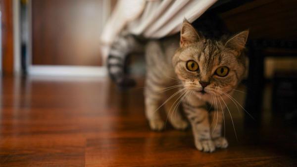 Si tu gato corre como loco de madrugada no es para molestarte: esto es lo que significa realmente - Esto es lo que pasa de verdad cuando tu gato corre por la casa de madrugada