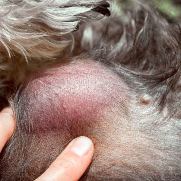cuáles son los síntomas de los tumores de mastocitos en perros