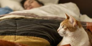 Si tu gato corre como loco de madrugada no es para molestarte: esto es lo que significa realmente