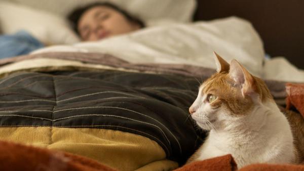 Si tu gato corre como loco de madrugada no es para molestarte: esto es lo que significa realmente