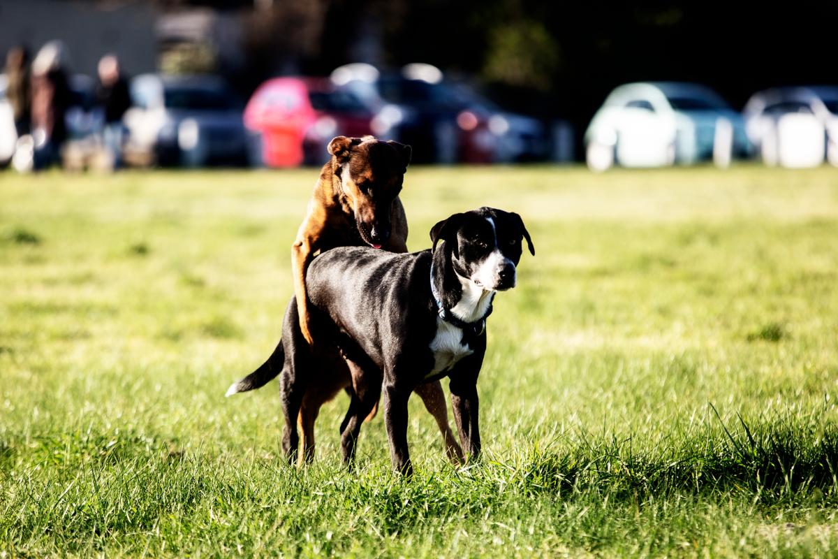 ¿Un perro puede montar a una perra sin estar en celo?
