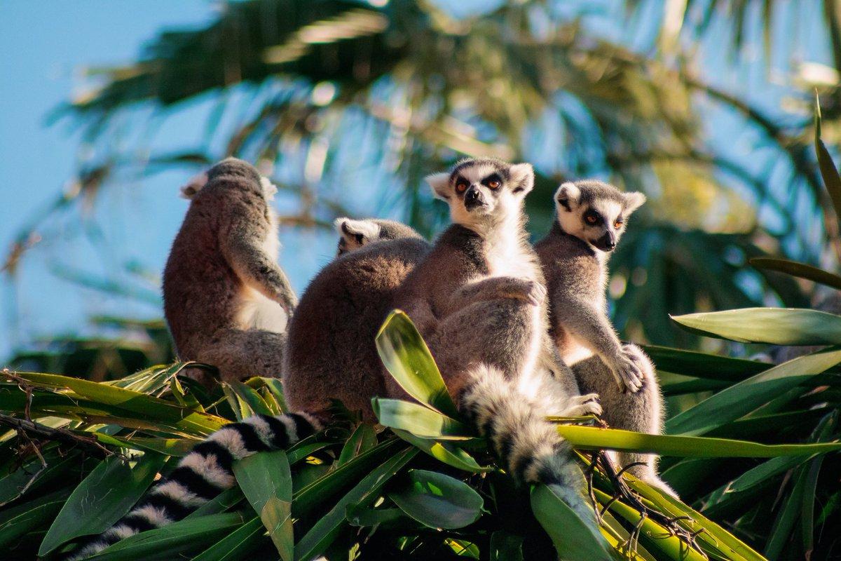 Animales de Madagascar
