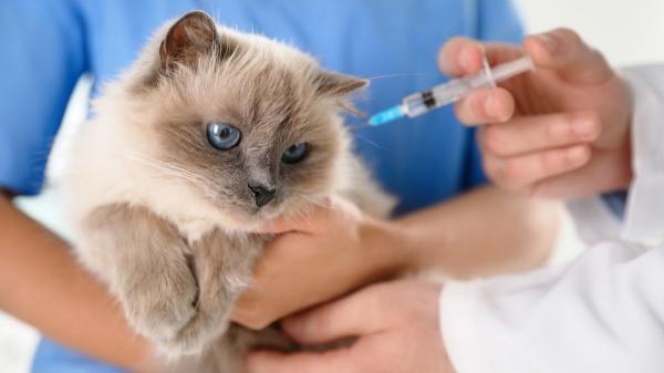 La EMA recomienda la primera vacuna para gatos con tecnología ARN que los protege frente a 5 enfermedades graves - Así funciona el ARN en la nueva vacuna felina