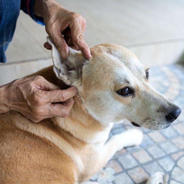 como saber si mi perro tiene agua en la oreja