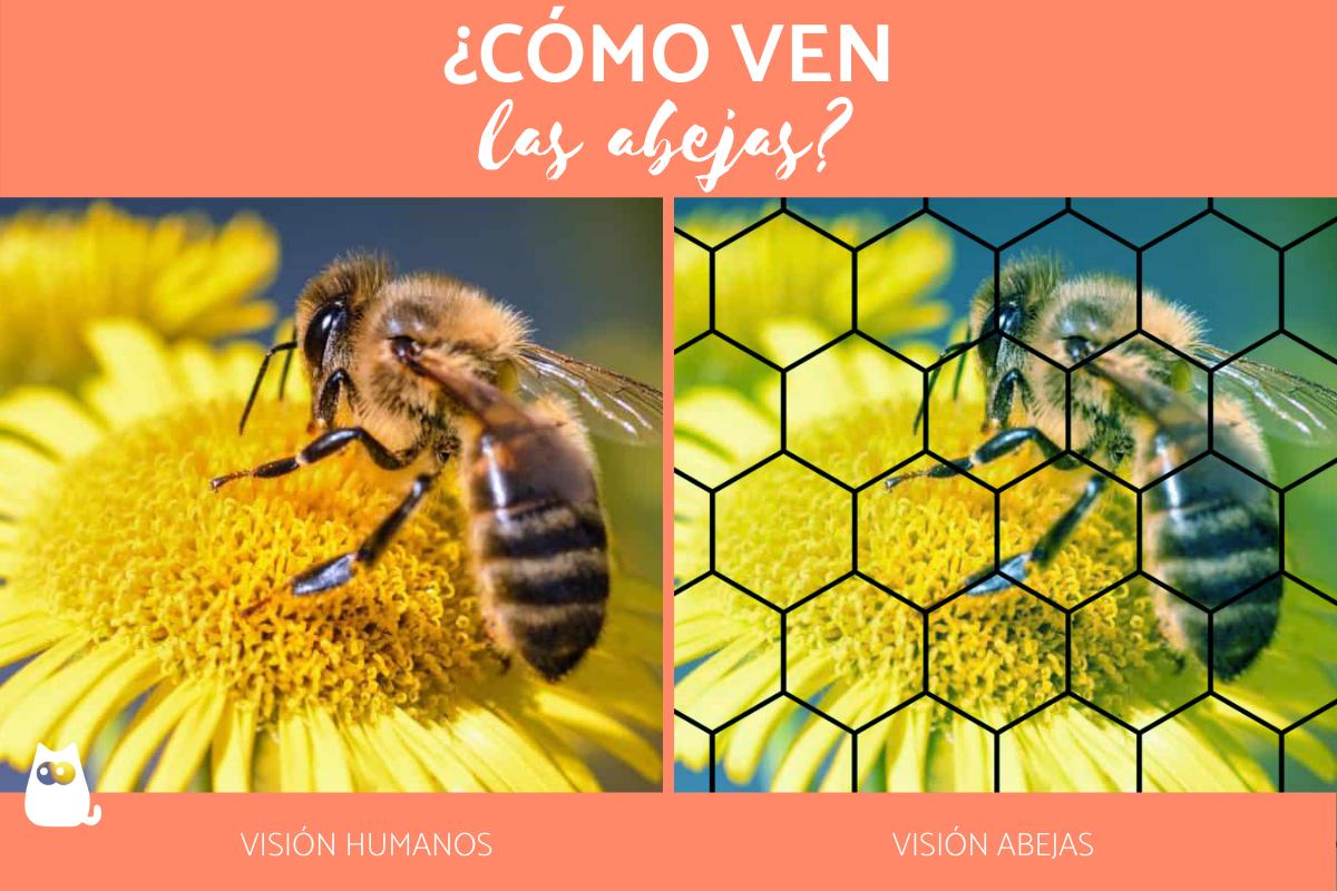 ¿Cómo ven las abejas?