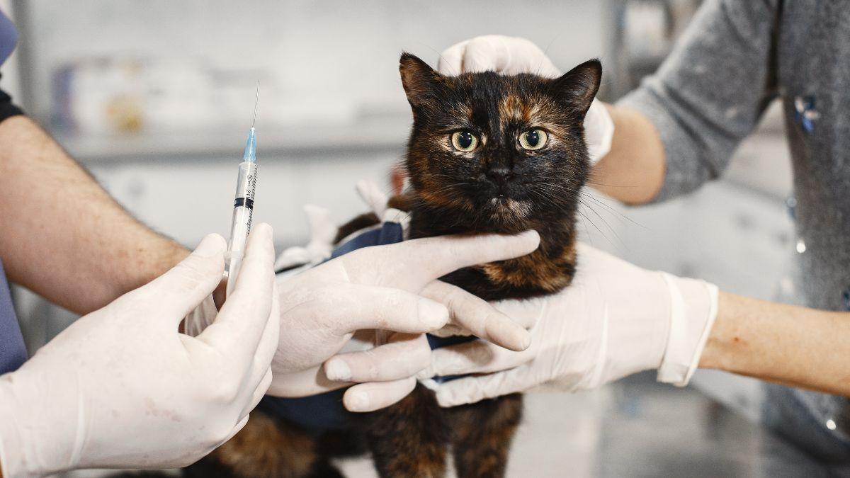La EMA recomienda la primera vacuna para gatos con tecnología ARN que los protege frente a 5 enfermedades graves
