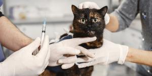 La EMA recomienda la primera vacuna para gatos con tecnología ARN que los protege frente a 5 enfermedades graves