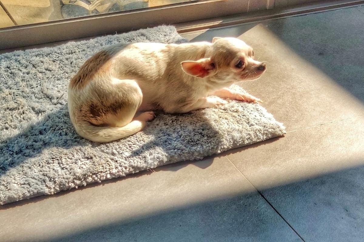 Mi perro no quiere salir a la calle: causas y qué hacer