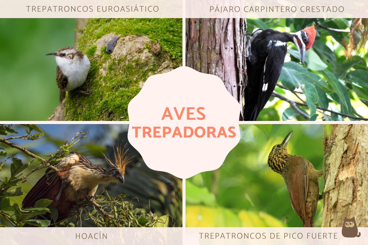 Aves trepadoras: ejemplos y características