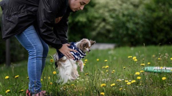 Muere Lazare, el perro más viejo del mundo, a los 30 años: “Eras nuestro pequeño bebé abuelito” - El antecedente de Bobi y la polémica de los récords