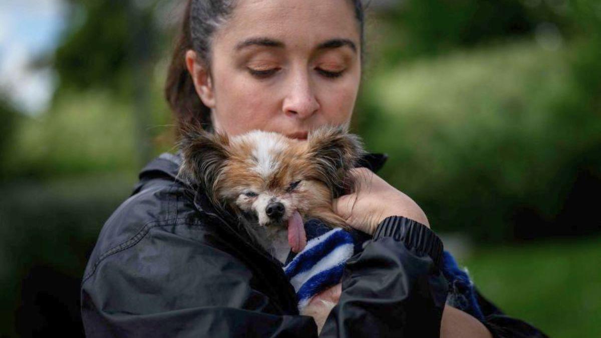 Muere Lazare, el perro más viejo del mundo, a los 30 años: “Eras nuestro pequeño bebé abuelito”