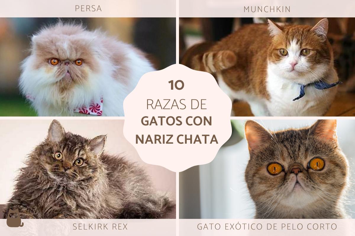 Razas de gatos de nariz chata