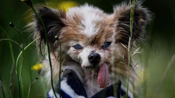 Muere Lazare, el perro más viejo del mundo, a los 30 años: “Eras nuestro pequeño bebé abuelito” - Un caso excepcional incluso para los veterinarios