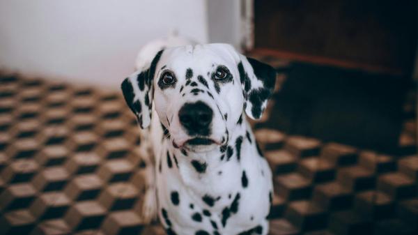 Los perros que te siguen a todas partes no siempre lo hacen por cariño: puede ser ansiedad por separación - Así puedes evitar que tu perro desarrolle dependencia emocional