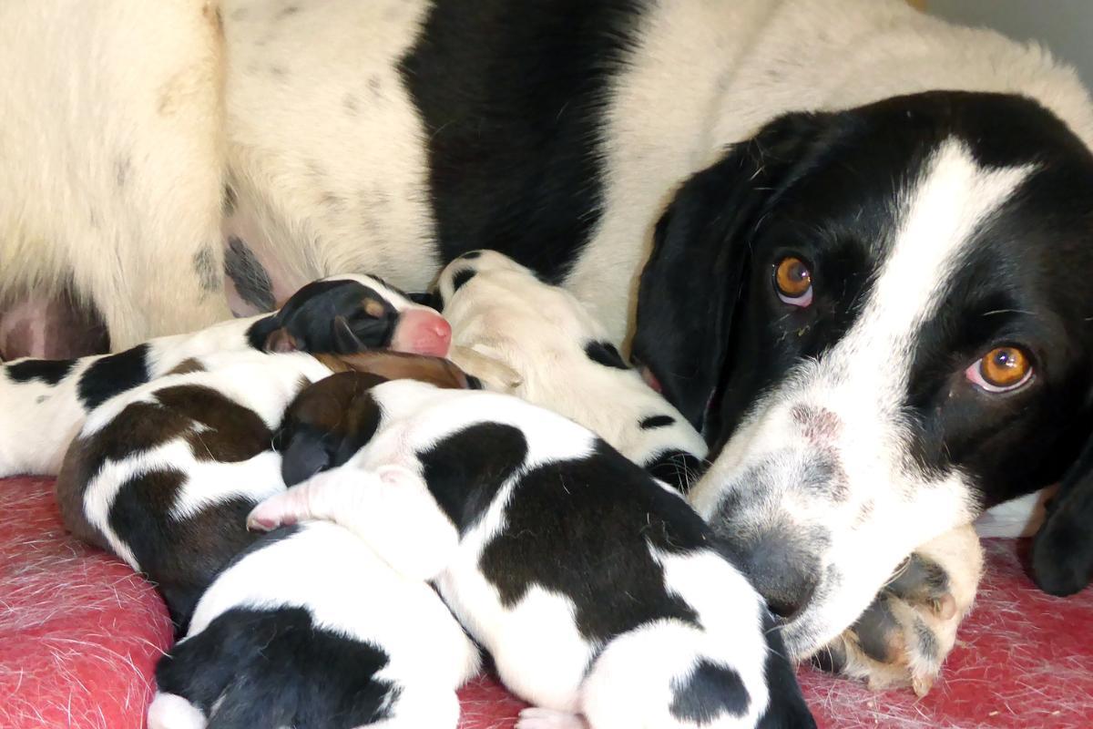 Eclampsia en perras - Causas y tratamiento