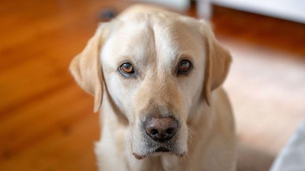 Los perros que te siguen a todas partes no siempre lo hacen por cariño: puede ser ansiedad por separación - El miedo a quedarse solos explica este comportamiento en muchos perros