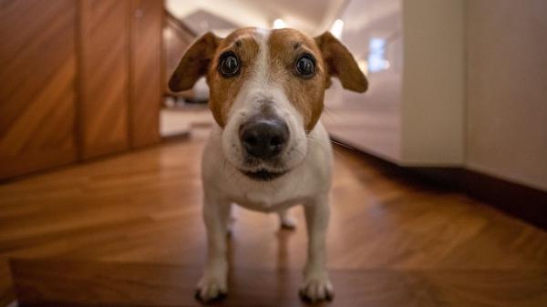 Los perros que te siguen a todas partes no siempre lo hacen por cariño: puede ser ansiedad por separación - Estas son las señales que revelan que tu depende demasiado de ti