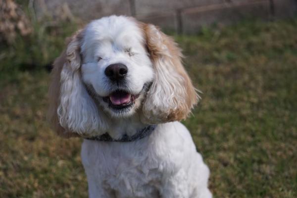 ¿Los perros ciegos sufren?