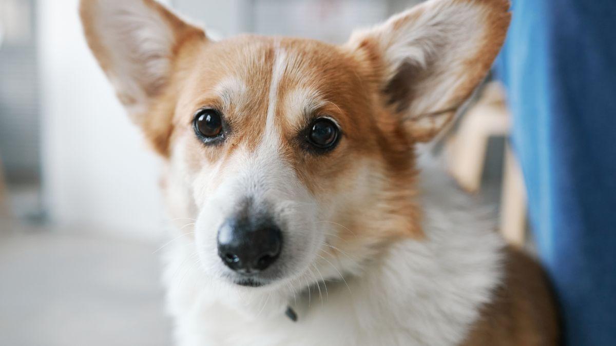 Los perros que te siguen a todas partes no siempre lo hacen por cariño: puede ser ansiedad por separación