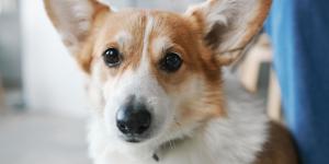Los perros que te siguen a todas partes no siempre lo hacen por cariño: puede ser ansiedad por separación