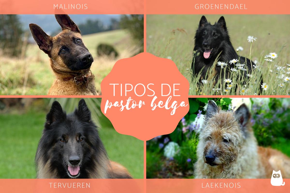Tipos de pastor belga