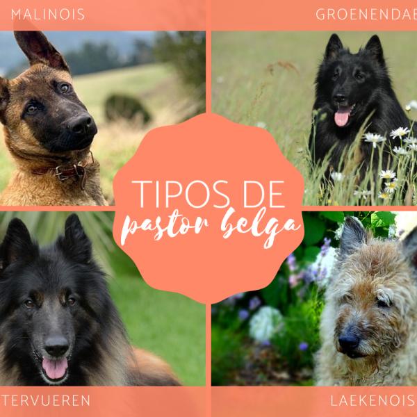 que razas componen el pastor belga malinois