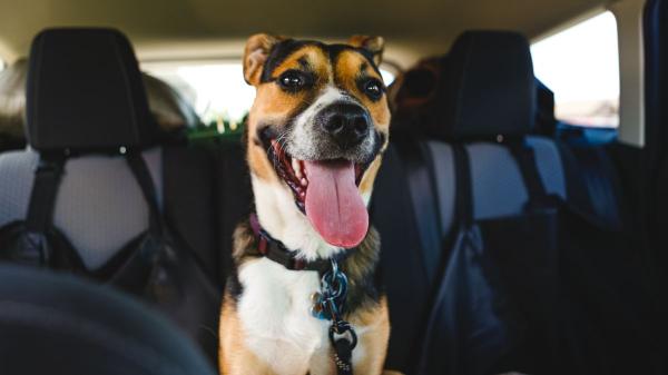 La guía de los veterinarios para viajar con tu perro en coche este verano: “Paradas cada dos horas, nada de comida y una buena climatización” - Acostumbrar al perro al coche es tan importante como preparar la maleta
