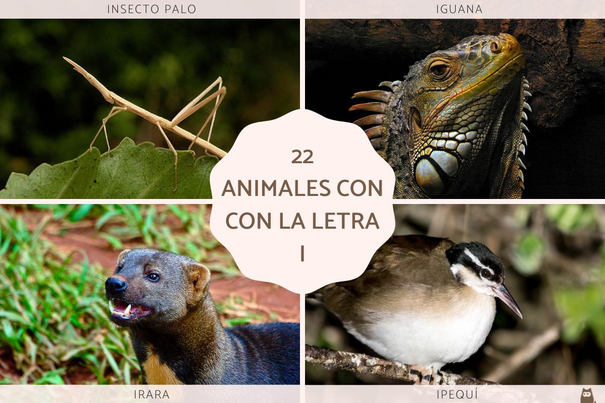Animales que empiezan por I