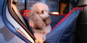 La guía de los veterinarios para viajar con tu perro en coche este verano: “Paradas cada dos horas, nada de comida y una buena climatización”