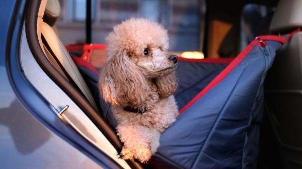 La guía de los veterinarios para viajar con tu perro en coche este verano: “Paradas cada dos horas, nada de comida y una buena climatización”