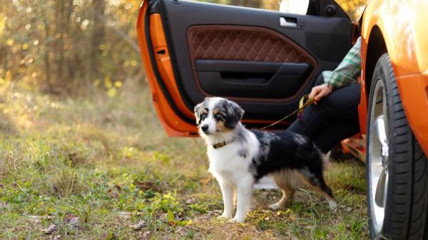La guía de los veterinarios para viajar con tu perro en coche este verano: “Paradas cada dos horas, nada de comida y una buena climatización” - Paseos, agua y descansos: las claves para un viaje seguro con tu perro